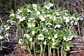 HELLEBORUS NIGER HGC JACOB