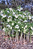 HELLEBORUS NIGER HGC JACOB