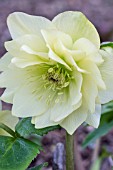 HELLEBORUS X HYBRIDUS DOUBLE ELLEN WHITE