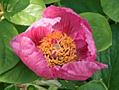 PAEONIA CORIACEA