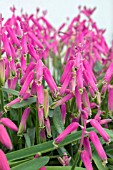 LACHENALIA BULBIFERA GEORGE