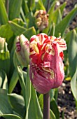 TULIPA ESTELLA RIJNVELD