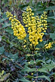 MAHONIA X MEDIA WINTER SUN