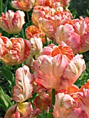 TULIPA APRICOT PARROT