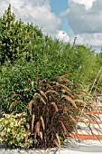 PENNISETUM RUBRUM