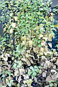 PITTOSPORUM WARNHAM GOLD