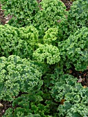 CURLY KALE (BRASSICA OLERACEA)