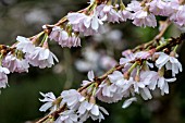 PRUNUS X SUBHIRTELLA AUTUMNALIS ROSEA