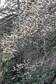 PRUNUS X SUBHIRTELLA AUTUMNALIS