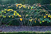 RUBUS FRUITESCENS CHESTER