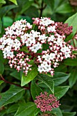 VIBURNUM TINUS SPIRIT (ANVI)