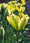 TULIPA HUMMINGBIRD