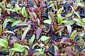 BETA VULGARIS BULLS BLOOD