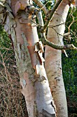 BETULA ERMANII GRAYSWOOD HILL