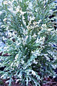 CHAMAECYPARIS LAWSONIANA SILVER THREADS