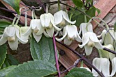 CLEMATIS UROPHYLLA WINTER BEAUTY