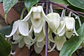 CLEMATIS UROPHYLLA WINTER BEAUTY