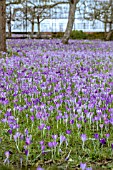 CROCUS TOMMASINIANUS