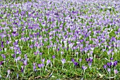 CROCUS TOMMASINIANUS