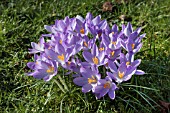 CROCUS TOMMASINIANUS