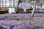 CROCUS TOMMASINIANUS