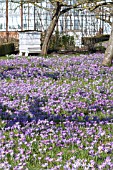 CROCUS TOMMASINIANUS