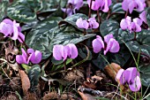 CYCLAMEN COUM