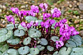 CYCLAMEN COUM