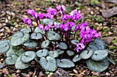 CYCLAMEN COUM