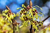 HAMAMELIS VIRGINIANA