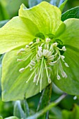 HELLEBORUS VIRIDIS