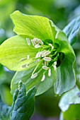 HELLEBORUS VIRIDIS,