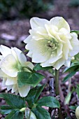 HELLEBORUS X HYBRIDA DOUBLE ELLEN WHITE