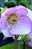 HELLEBORUS X HYBRIDA PICOTEE GROUP