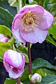 HELLEBORUS X HYBRIDA PICOTEE GROUP