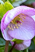 HELLEBORUS X HYBRIDA PICOTEE GROUP