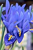 IRIS HARMONY