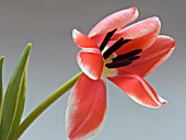 TULIPA PIMPERNEL