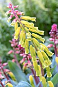 LACHENALIA ALOIDES