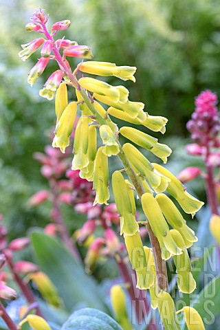 LACHENALIA_ALOIDES