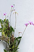 LAELIA ANCEPS