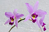 LAELIA ANCEPS