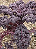 PURPLE CURLY KALE RED BOR (BRASSICA OLERACEA)