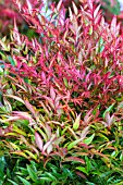 NANDINA DOMESTICA MOONBAY DWARF