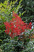 NANDINA DOMESTICA