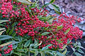 NANDINA DOMESTICA