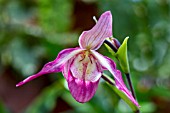 PHRAGMIPEDIUM CALURUM