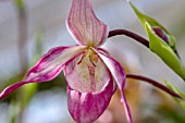 PHRAGMIPEDIUM CALURUM