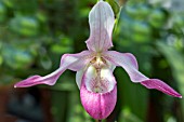 PHRAGMIPEDIUM X SEDENII