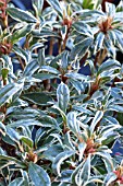 RHODODENDRON SILVER SWORD